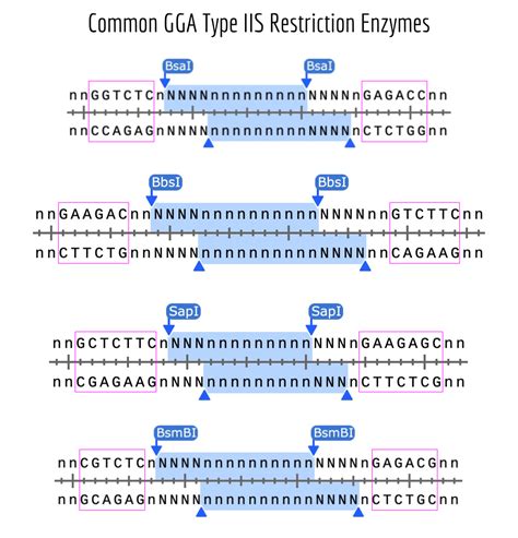 bbsi restriction enzyme